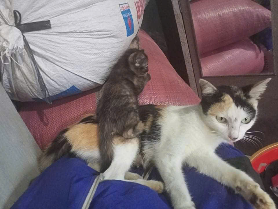 Mèo cưng
